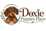 Dachshund Puppies