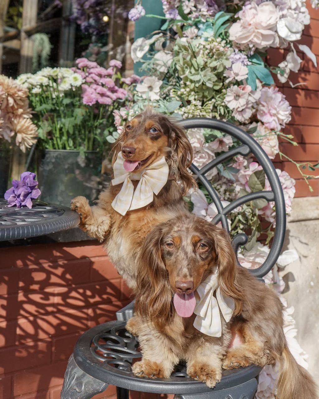 dachshund puppies