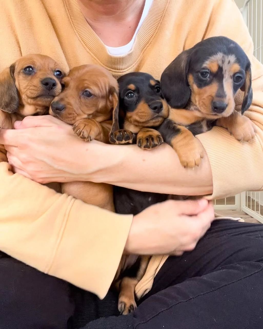 Miniature Dachshund Puppies