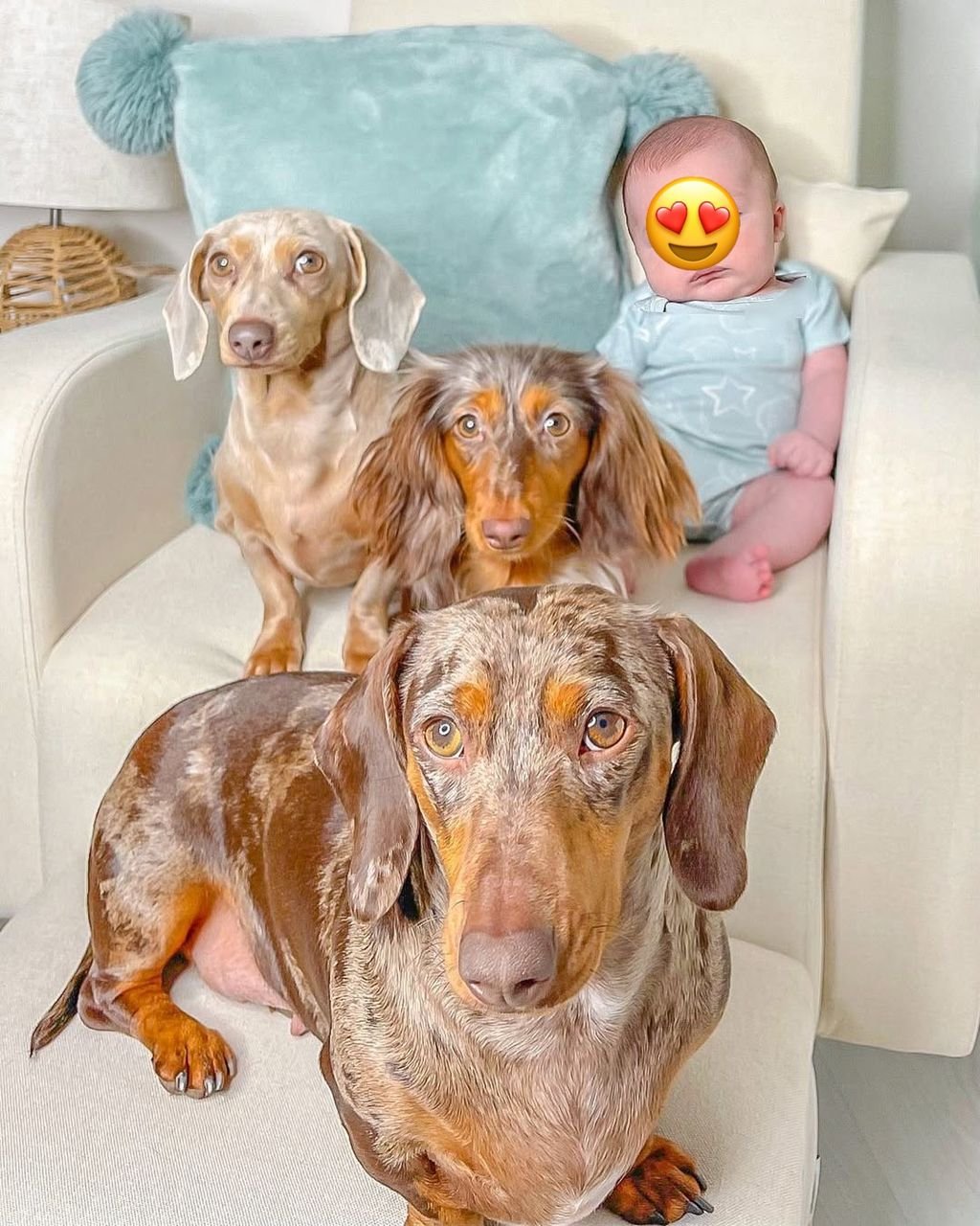 dachshund puppies