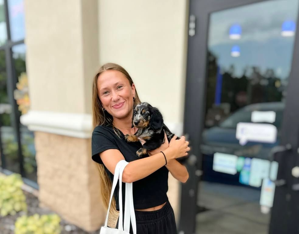 dachshund puppies for sale