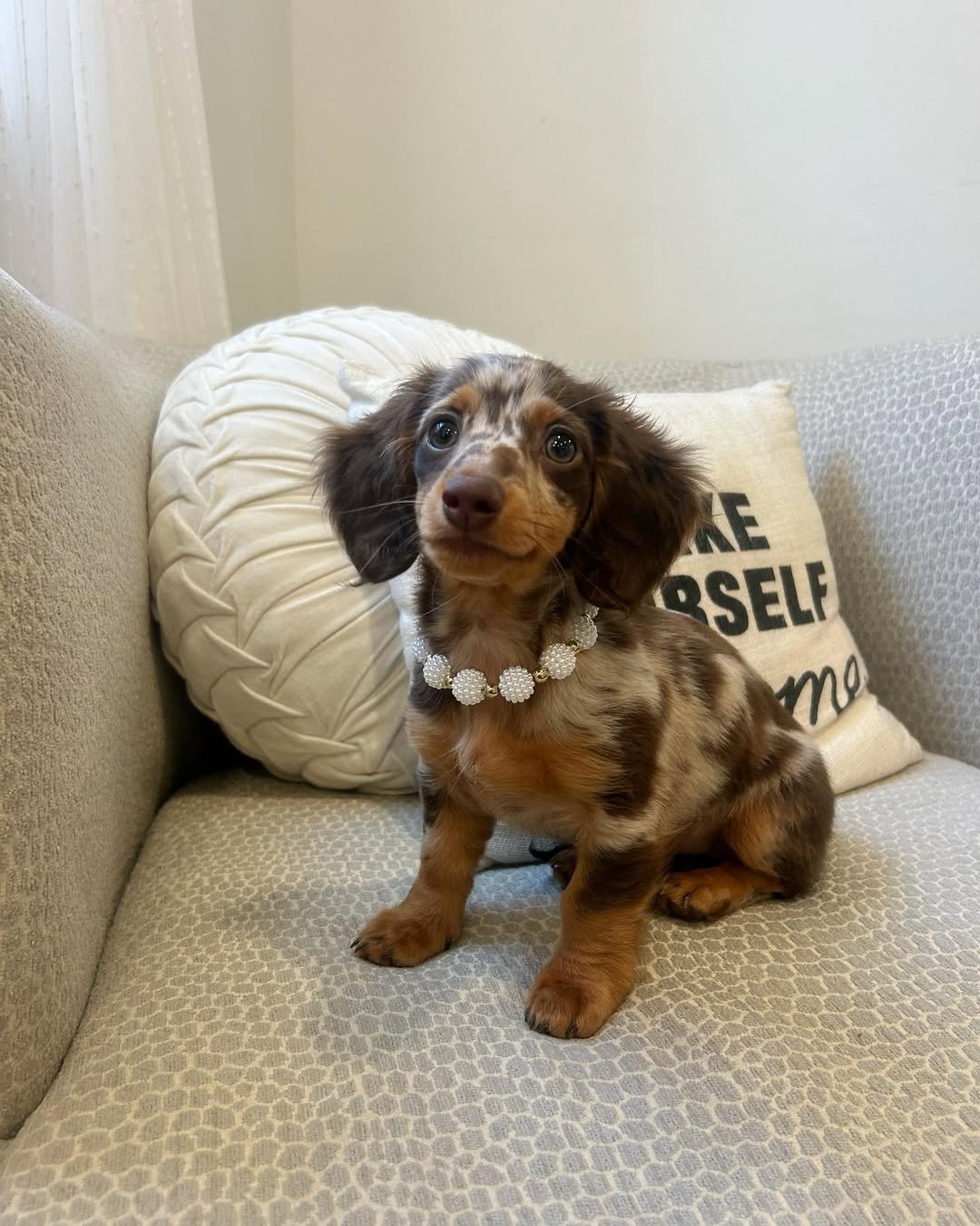 Miniature Dachshund Puppies