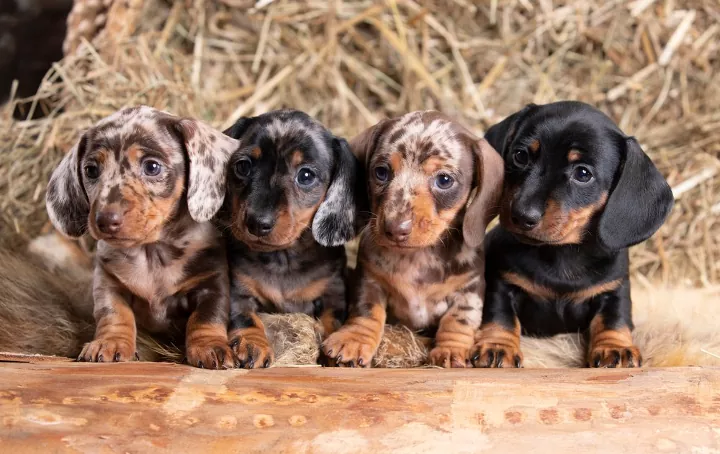Dachshund Puppies