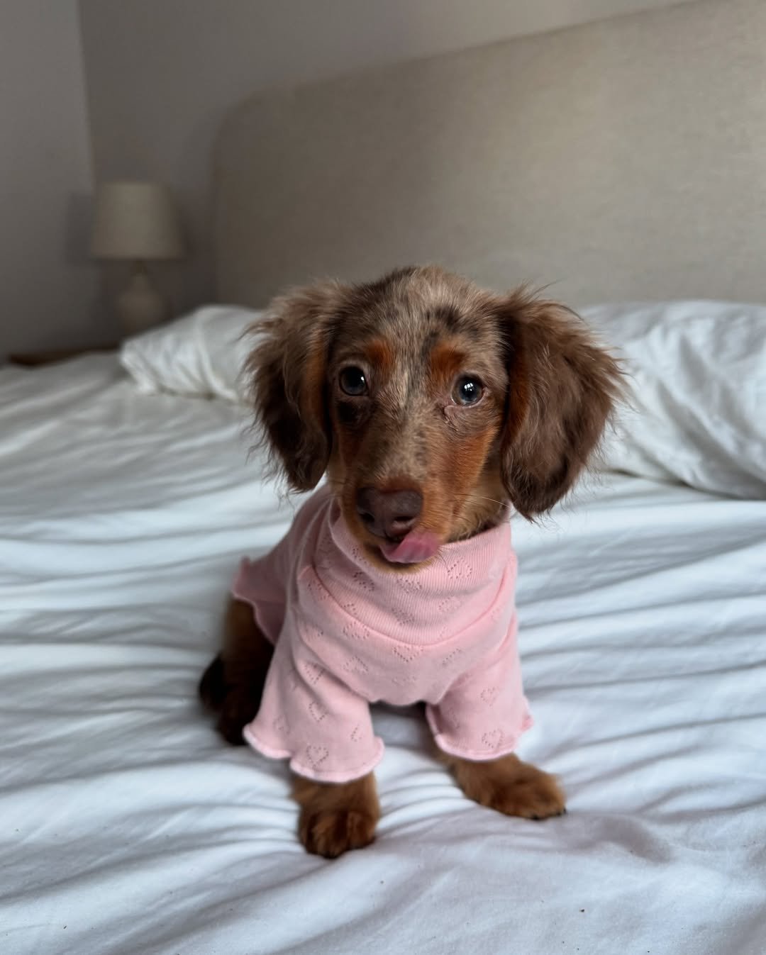 Dachshund Puppies for Sale Near Me