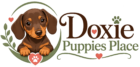 Dachshund Puppies