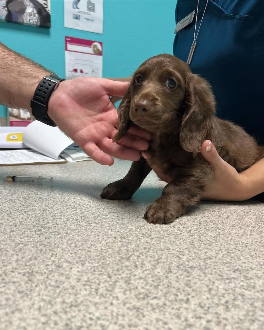 dachshund puppies