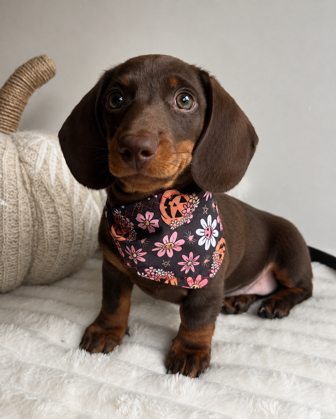 Dachshund Puppies for Sale