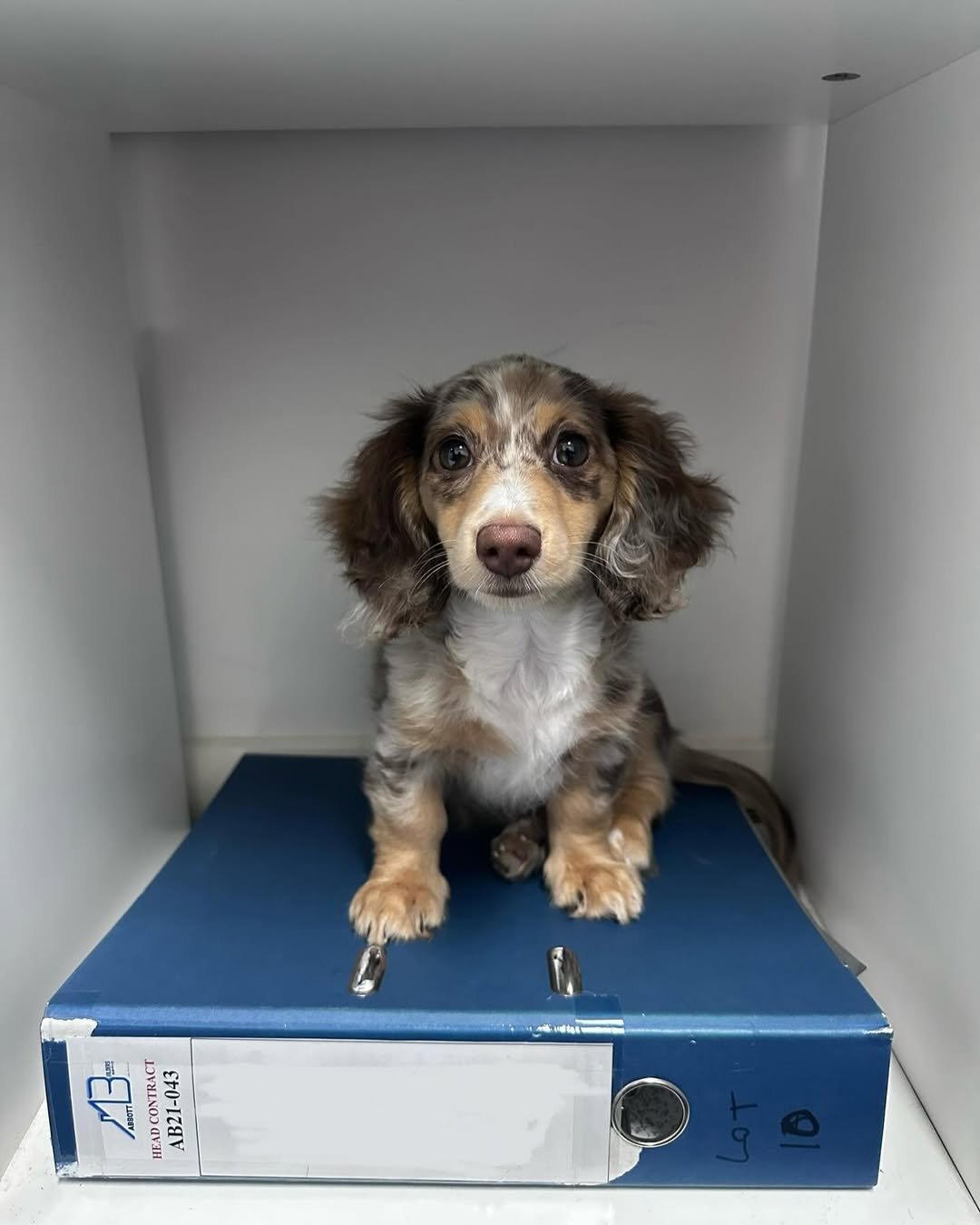 Miniature Dachshund