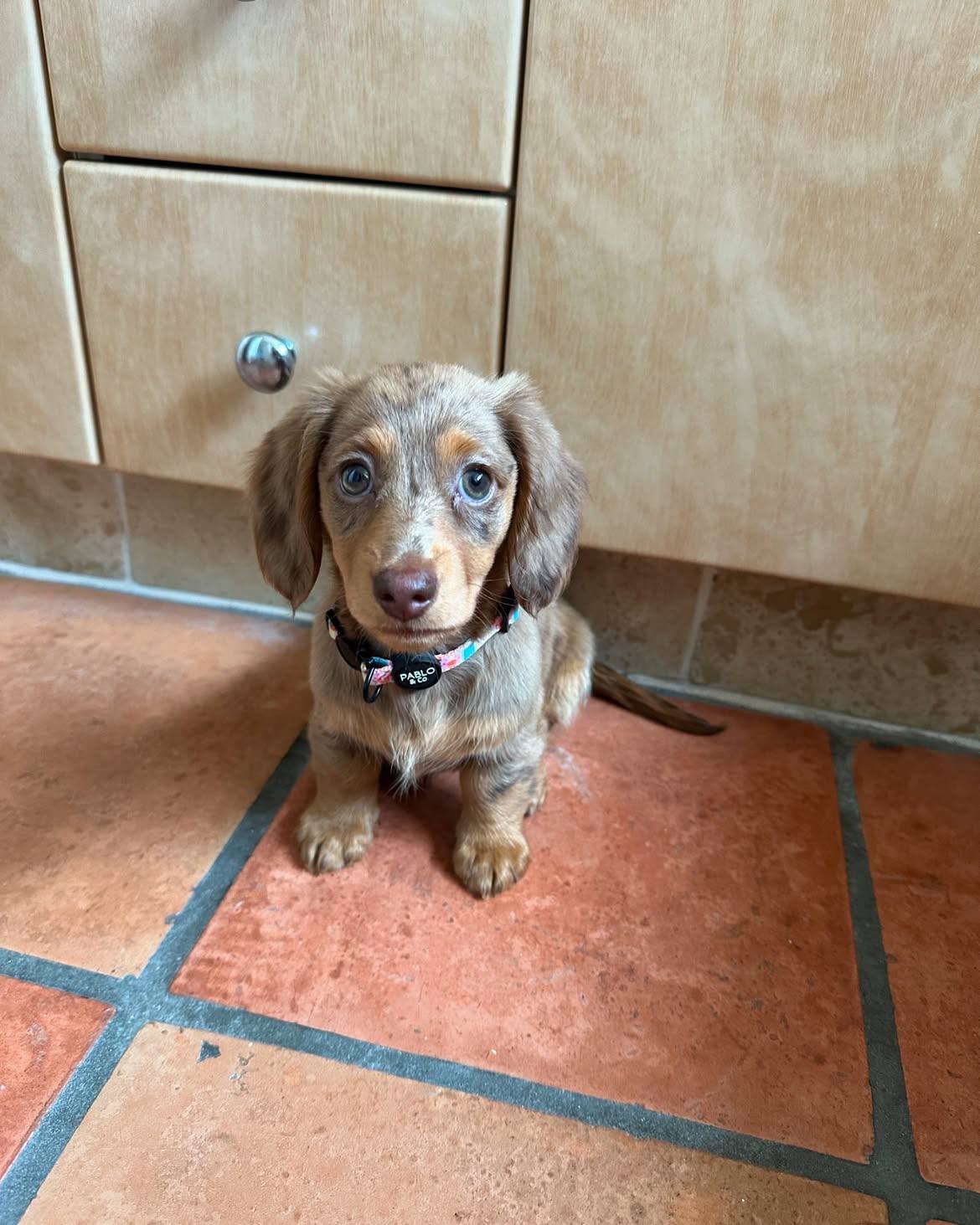 Dachshund Puppies for Sale