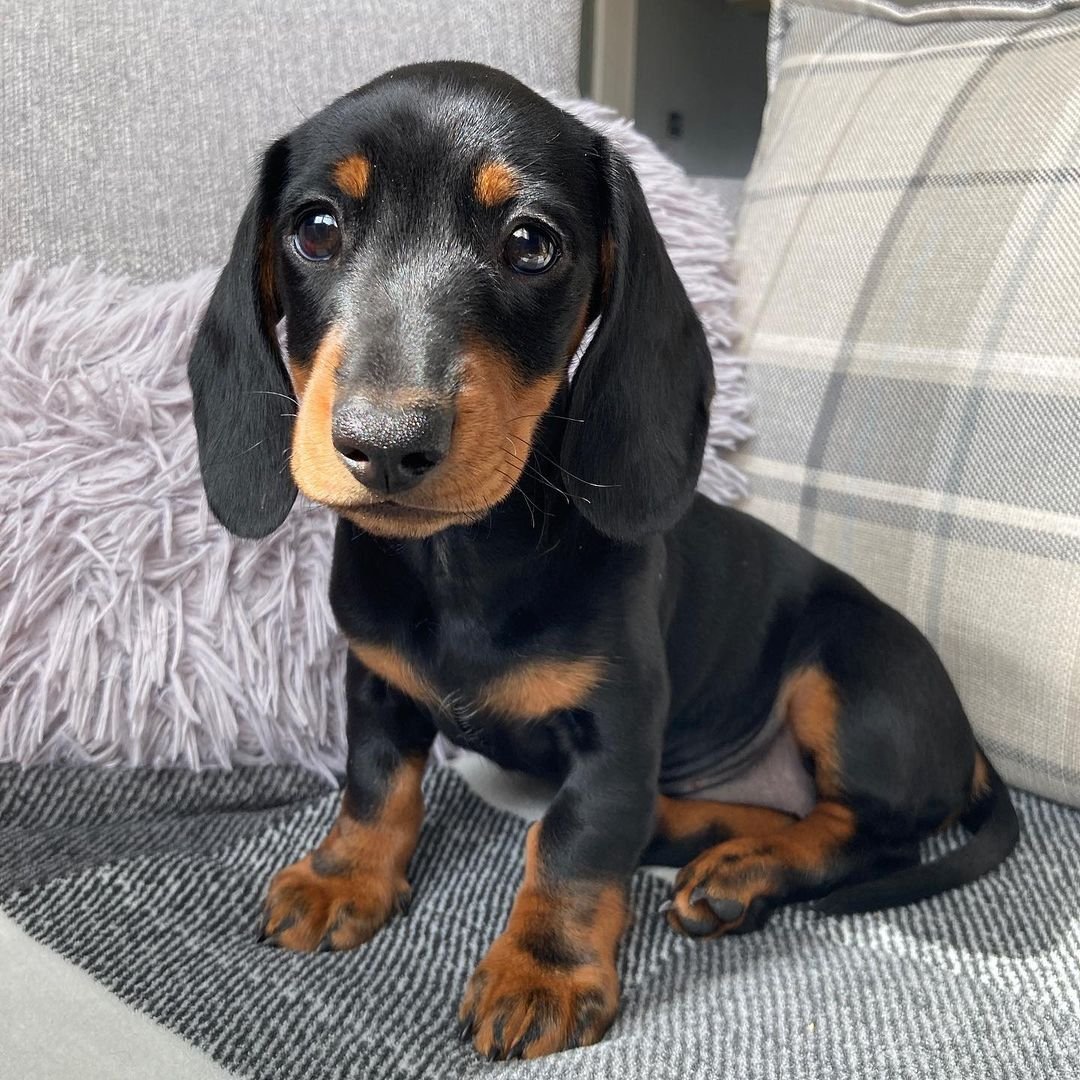 Dachshund Puppies for Sale