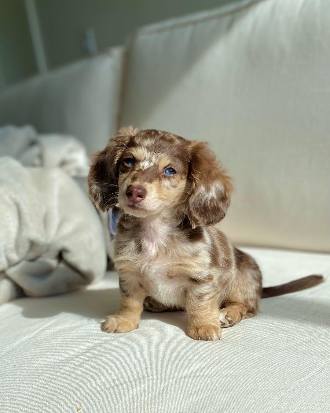 Dachshund Puppies for Sale