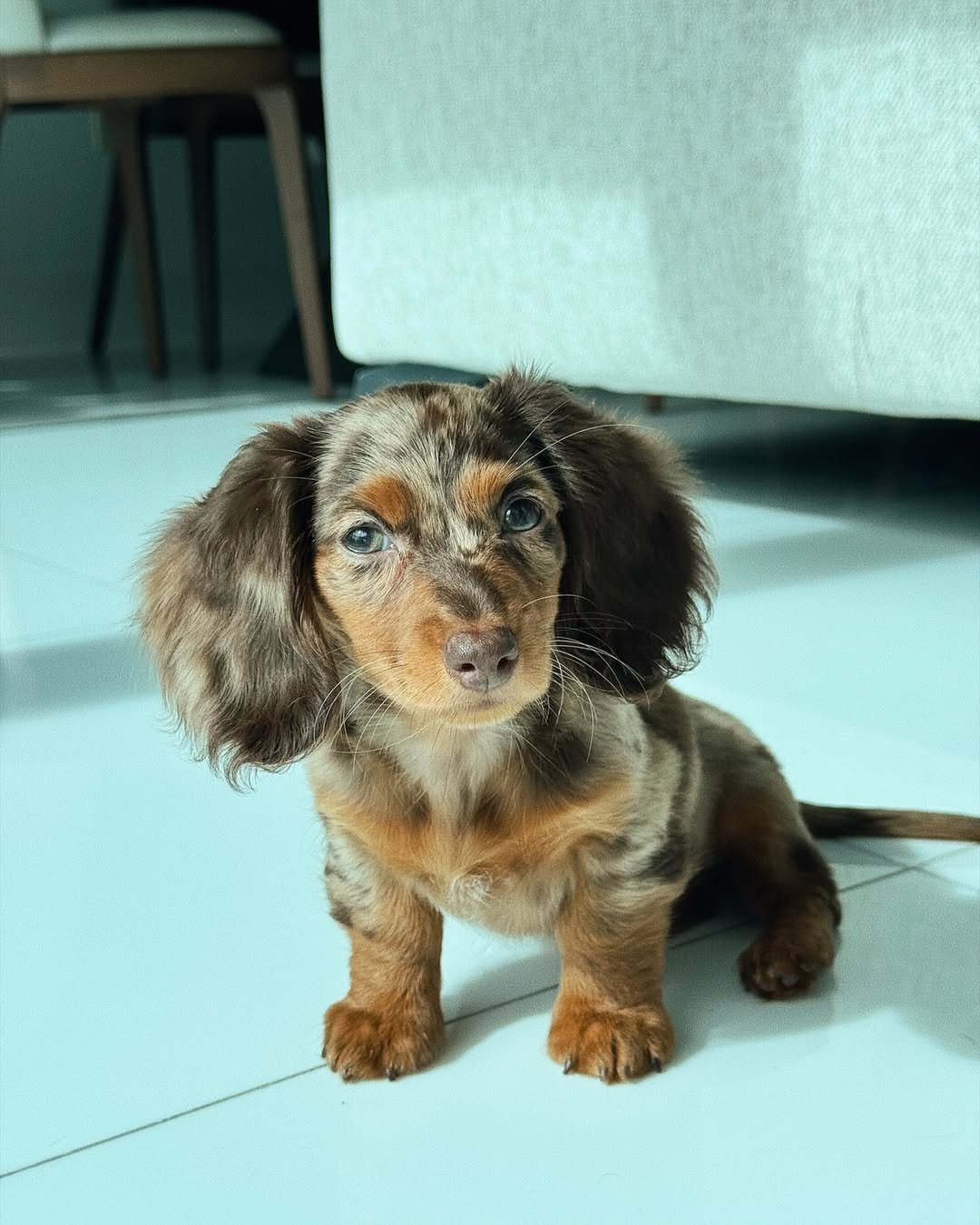 Miniature Dachshund Puppies for Sale Near Me
