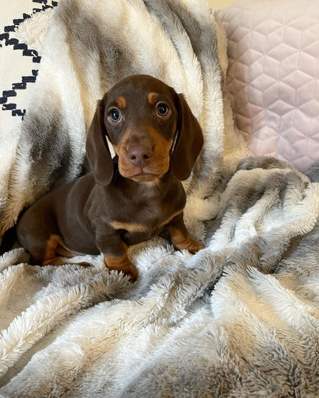 Dachshund Puppies for Sale