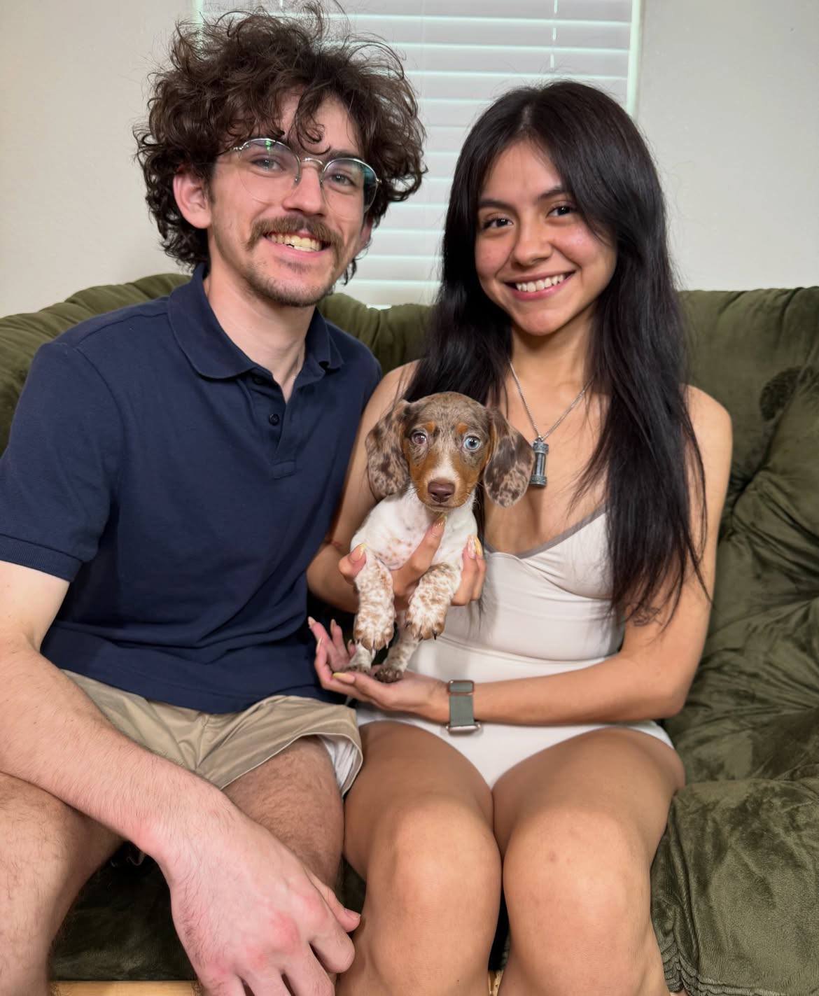 dachshund puppies for sale