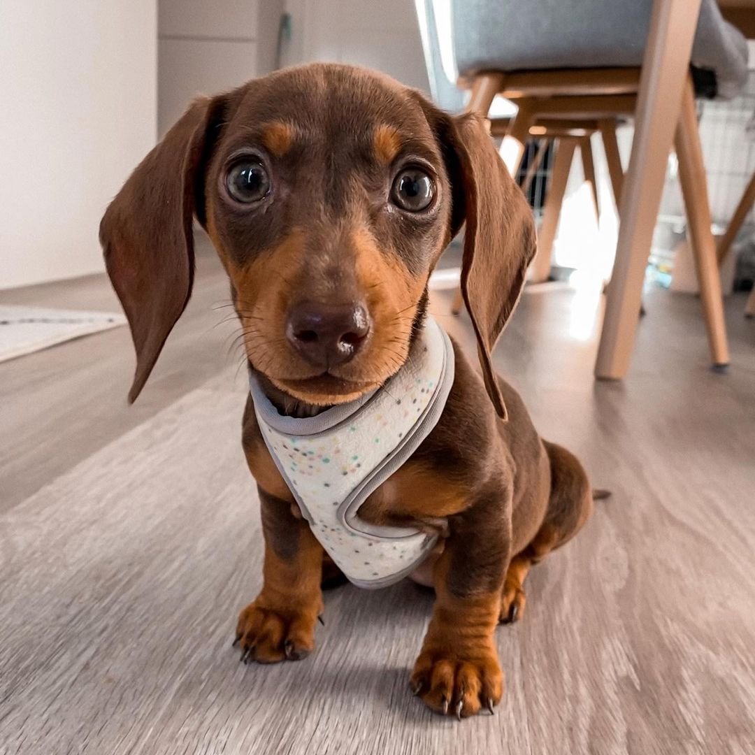 Dachshund Puppies